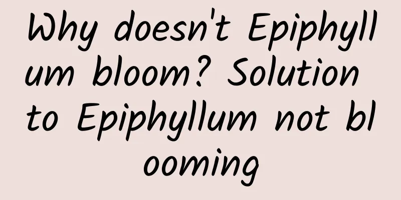 Why doesn't Epiphyllum bloom? Solution to Epiphyllum not blooming