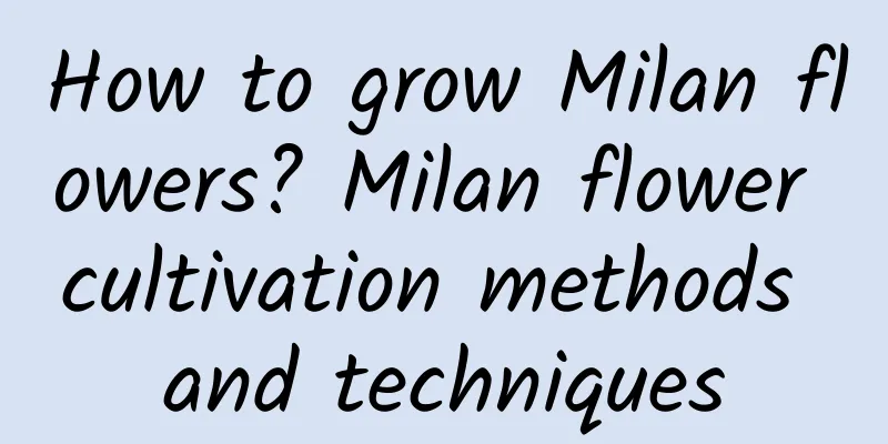 How to grow Milan flowers? Milan flower cultivation methods and techniques