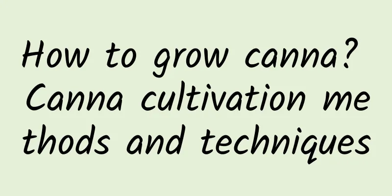 How to grow canna? Canna cultivation methods and techniques