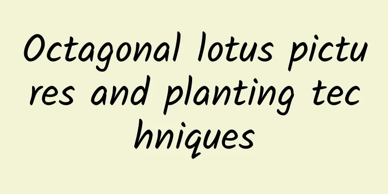 Octagonal lotus pictures and planting techniques