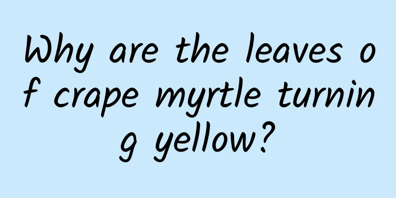 Why are the leaves of crape myrtle turning yellow?