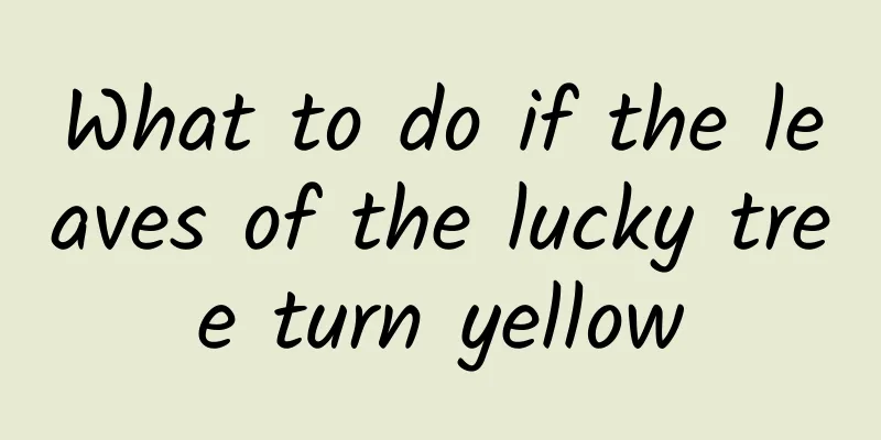 What to do if the leaves of the lucky tree turn yellow