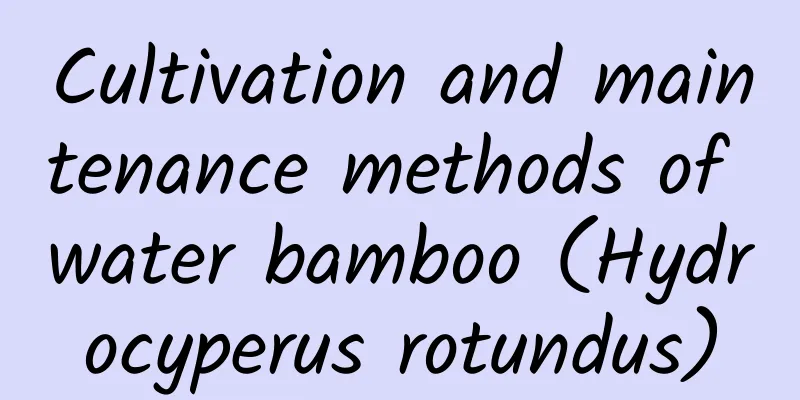 Cultivation and maintenance methods of water bamboo (Hydrocyperus rotundus)