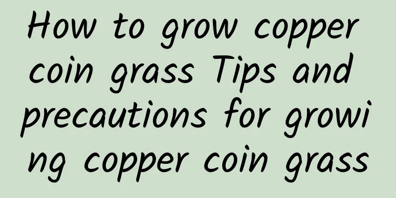 How to grow copper coin grass Tips and precautions for growing copper coin grass