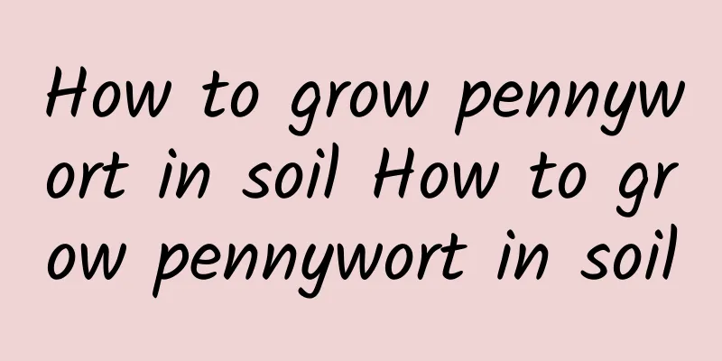 How to grow pennywort in soil How to grow pennywort in soil