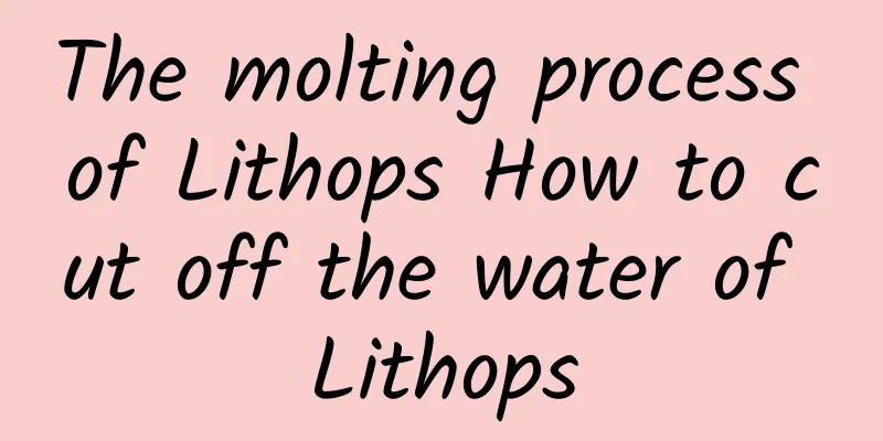 The molting process of Lithops How to cut off the water of Lithops