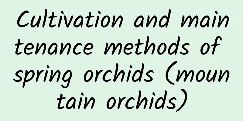 Cultivation and maintenance methods of spring orchids (mountain orchids)