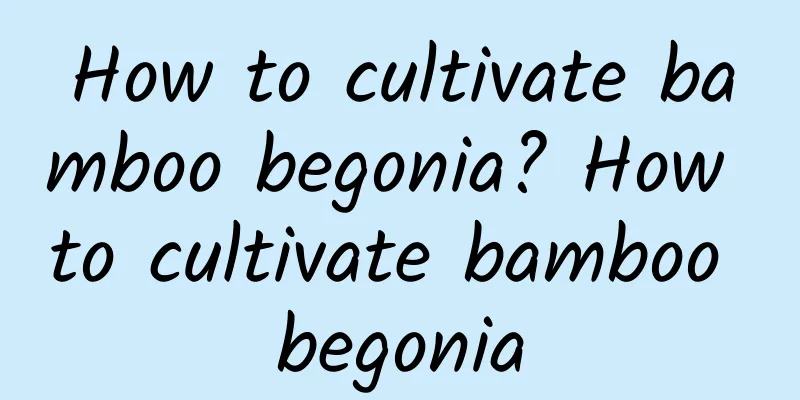 How to cultivate bamboo begonia? How to cultivate bamboo begonia