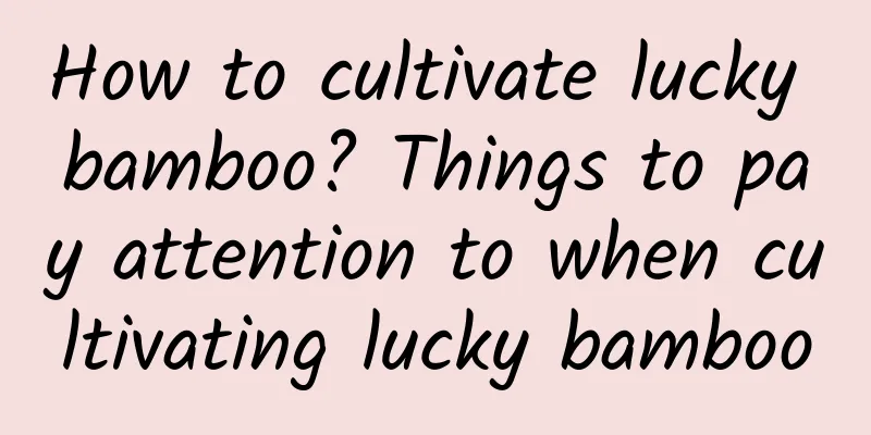 How to cultivate lucky bamboo? Things to pay attention to when cultivating lucky bamboo