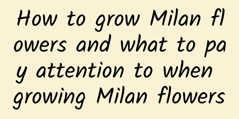 How to grow Milan flowers and what to pay attention to when growing Milan flowers