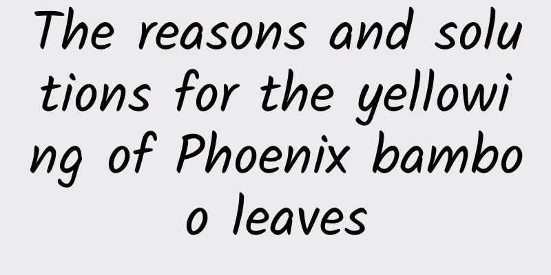 The reasons and solutions for the yellowing of Phoenix bamboo leaves