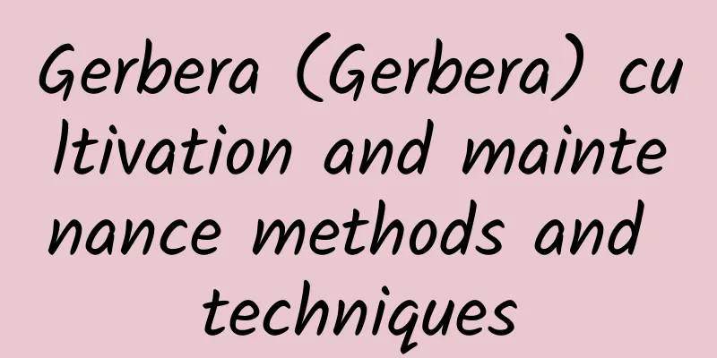 Gerbera (Gerbera) cultivation and maintenance methods and techniques