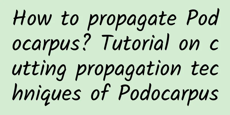 How to propagate Podocarpus? Tutorial on cutting propagation techniques of Podocarpus