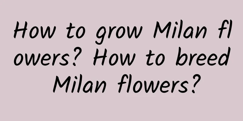 How to grow Milan flowers? How to breed Milan flowers?