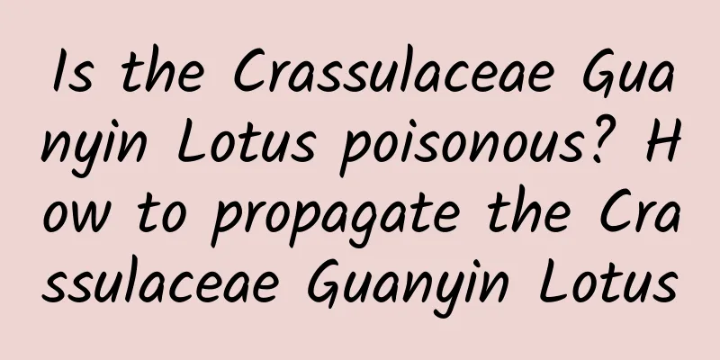 Is the Crassulaceae Guanyin Lotus poisonous? How to propagate the Crassulaceae Guanyin Lotus