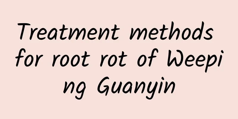 Treatment methods for root rot of Weeping Guanyin