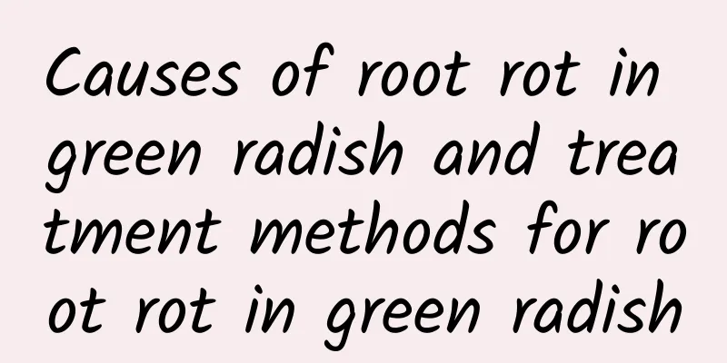 Causes of root rot in green radish and treatment methods for root rot in green radish