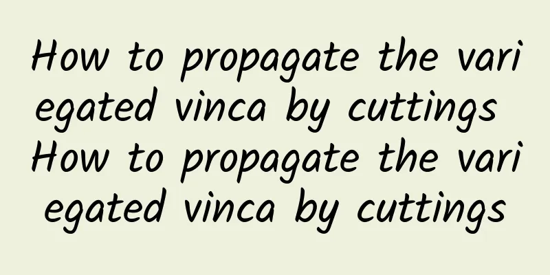 How to propagate the variegated vinca by cuttings How to propagate the variegated vinca by cuttings