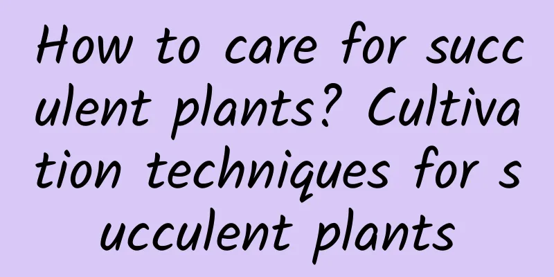 How to care for succulent plants? Cultivation techniques for succulent plants