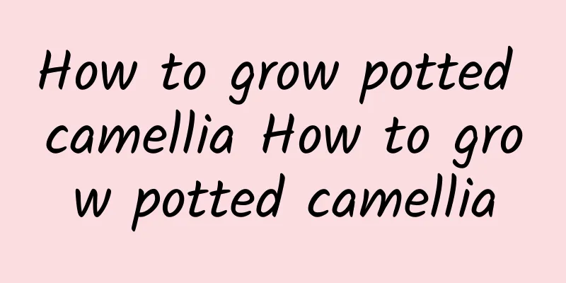 How to grow potted camellia How to grow potted camellia