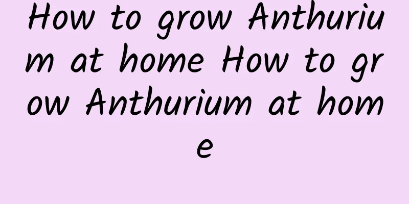 How to grow Anthurium at home How to grow Anthurium at home