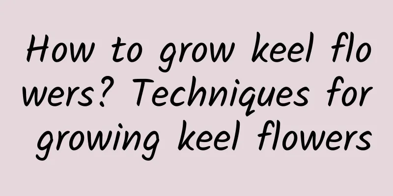 How to grow keel flowers? Techniques for growing keel flowers