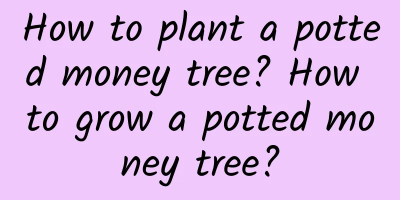 How to plant a potted money tree? How to grow a potted money tree?