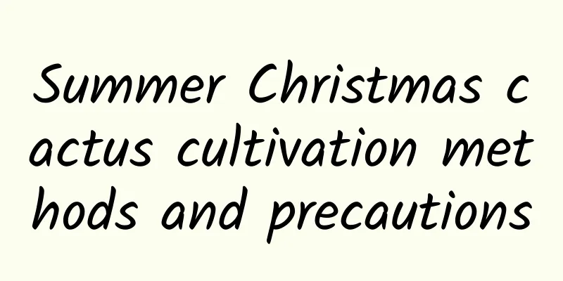 Summer Christmas cactus cultivation methods and precautions