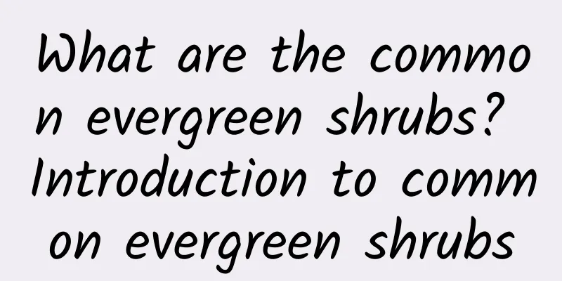 What are the common evergreen shrubs? Introduction to common evergreen shrubs