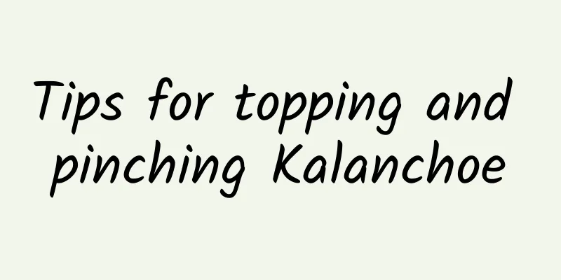 Tips for topping and pinching Kalanchoe