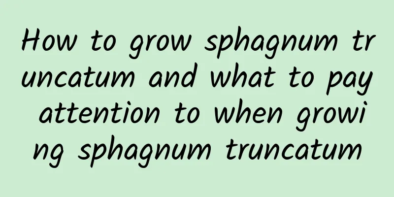 How to grow sphagnum truncatum and what to pay attention to when growing sphagnum truncatum