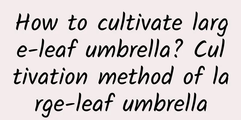 How to cultivate large-leaf umbrella? Cultivation method of large-leaf umbrella