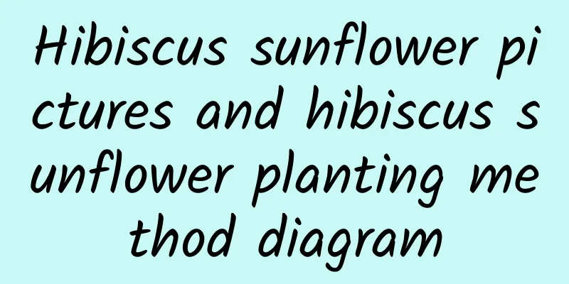 Hibiscus sunflower pictures and hibiscus sunflower planting method diagram