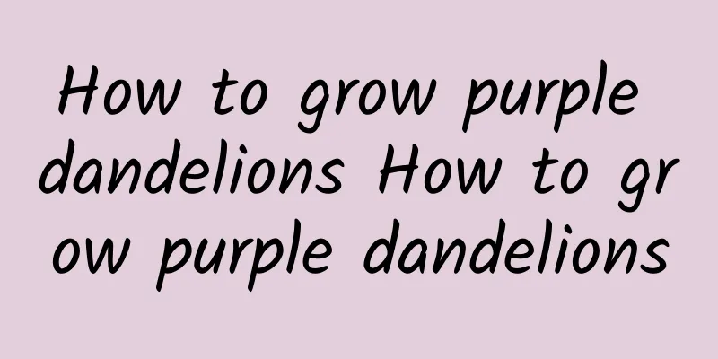 How to grow purple dandelions How to grow purple dandelions