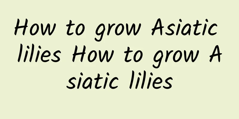 How to grow Asiatic lilies How to grow Asiatic lilies