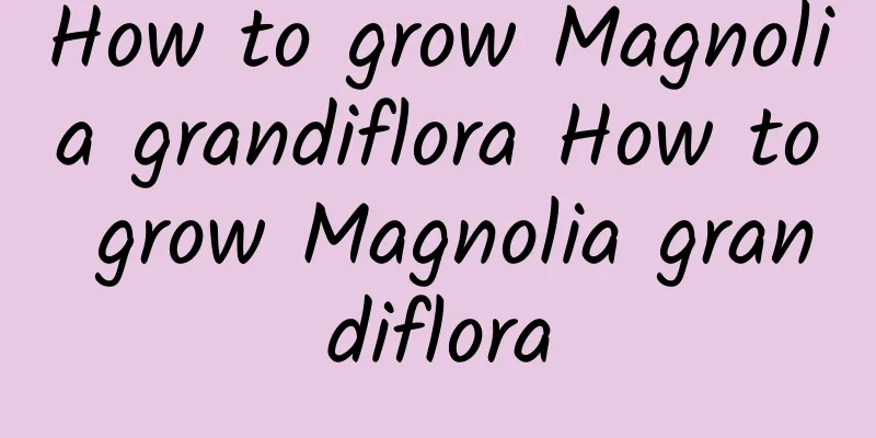 How to grow Magnolia grandiflora How to grow Magnolia grandiflora