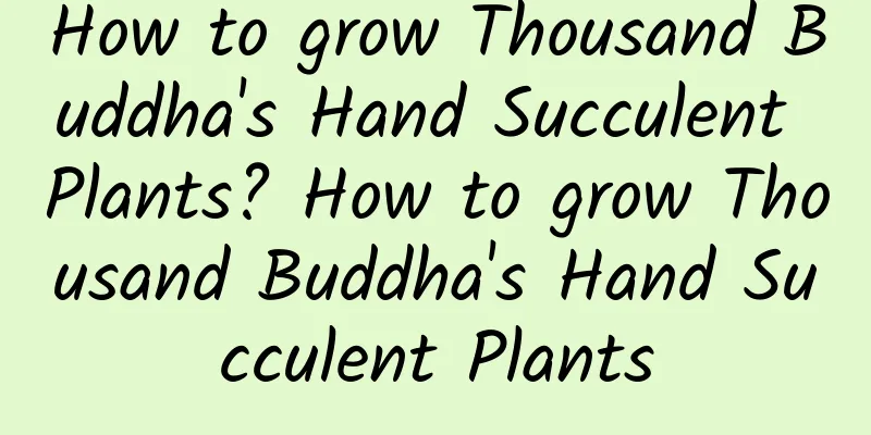 How to grow Thousand Buddha's Hand Succulent Plants? How to grow Thousand Buddha's Hand Succulent Plants