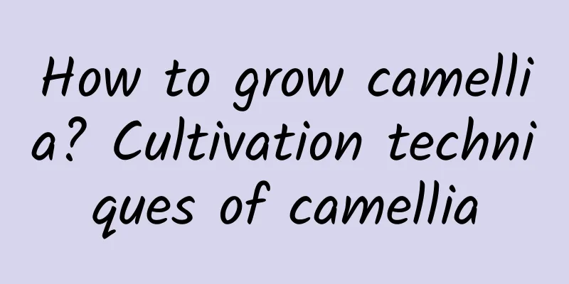 How to grow camellia? Cultivation techniques of camellia