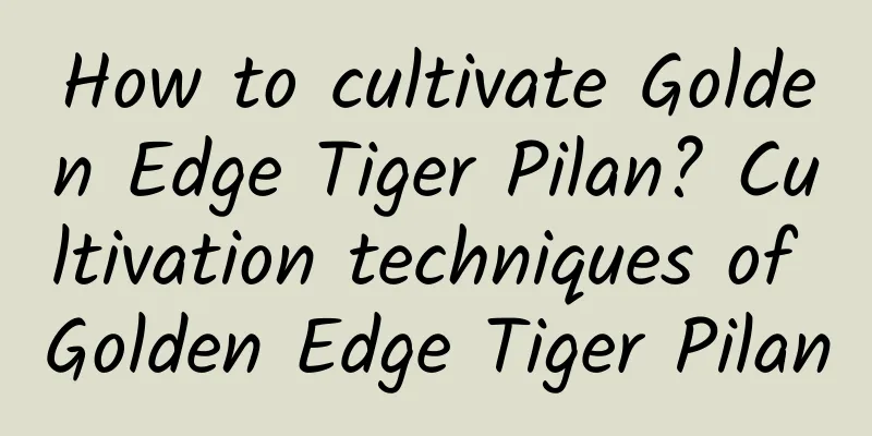 How to cultivate Golden Edge Tiger Pilan? Cultivation techniques of Golden Edge Tiger Pilan