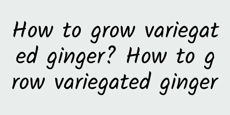 How to grow variegated ginger? How to grow variegated ginger