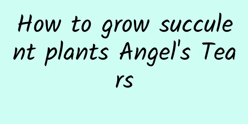 How to grow succulent plants Angel's Tears