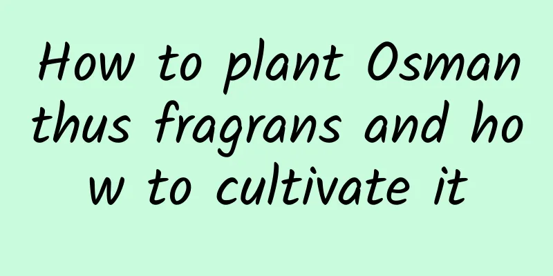 How to plant Osmanthus fragrans and how to cultivate it