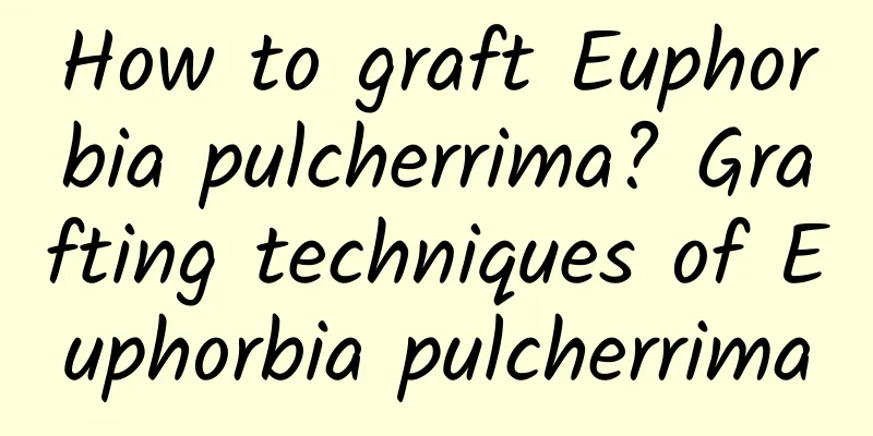 How to graft Euphorbia pulcherrima? Grafting techniques of Euphorbia pulcherrima