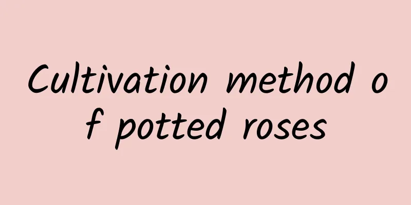 Cultivation method of potted roses