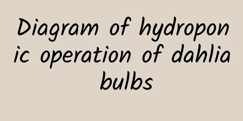 Diagram of hydroponic operation of dahlia bulbs