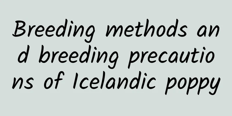 Breeding methods and breeding precautions of Icelandic poppy