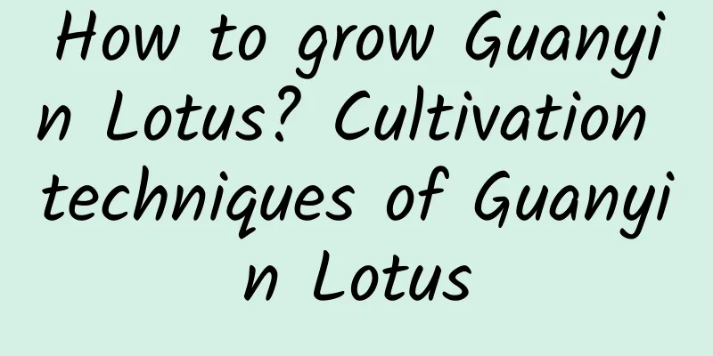 How to grow Guanyin Lotus? Cultivation techniques of Guanyin Lotus