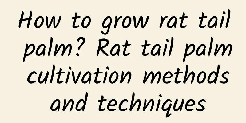 How to grow rat tail palm? Rat tail palm cultivation methods and techniques