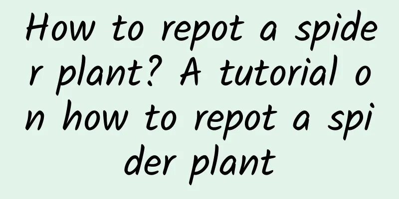 How to repot a spider plant? A tutorial on how to repot a spider plant