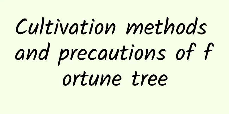 Cultivation methods and precautions of fortune tree